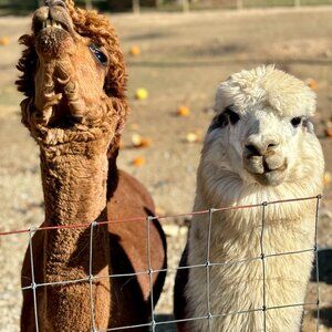 Meet your Posher, Carla